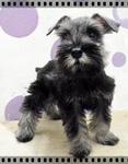 PF16615 - Schnauzer Dog