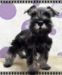 PF16615 - Schnauzer Dog