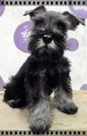 PF16615 - Schnauzer Dog