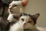 Fiona,snow &amp; Baby - Domestic Short Hair + Domestic Medium Hair Cat