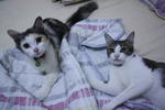 Fiona,snow &amp; Baby - Domestic Short Hair + Domestic Medium Hair Cat