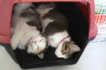 Fiona,snow &amp; Baby - Domestic Short Hair + Domestic Medium Hair Cat