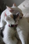 Fiona,snow &amp; Baby - Domestic Short Hair + Domestic Medium Hair Cat