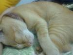 sweet dream chikoo..:)