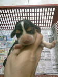 Mini Beagle Pups, Champ Line, Mka - Beagle Dog