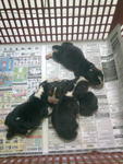 Mini Beagle Pups, Champ Line, Mka - Beagle Dog