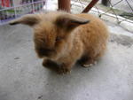 Angola Mix Lionhead Bunny For Sales - Angora Rabbit Rabbit