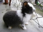 Angola Mix Lionhead Bunny For Sales - Angora Rabbit Rabbit