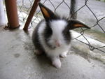 Angola Mix Lionhead Bunny For Sales - Angora Rabbit Rabbit