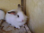 Angola Mix Lionhead Bunny For Sales - Angora Rabbit Rabbit