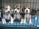 Tricolor Mini Beagle Puppy Mka - Beagle Dog