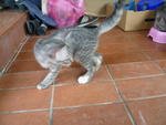 Kittens - Domestic Short Hair Cat