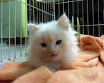 Snowbell @ Bella - Domestic Long Hair Cat