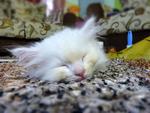 Snowbell @ Bella - Domestic Long Hair Cat