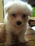 Maltese Puppies - Maltese Dog