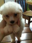 Maltese Puppies - Maltese Dog