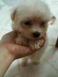 Maltese Puppies - Maltese Dog