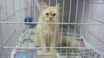 Lambuit - Persian Cat