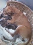 ６puppies - Mixed Breed Dog