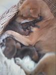 ６puppies - Mixed Breed Dog