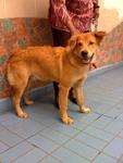 King Found In Sentul Area - Retriever Dog