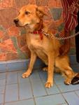 King Found In Sentul Area - Retriever Dog