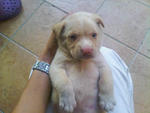 Baby - Mixed Breed Dog