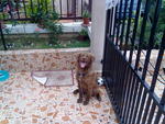 Arvin - Chocolate Labrador Retriever Dog