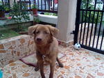 Arvin - Chocolate Labrador Retriever Dog