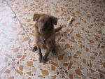 Arvin - Chocolate Labrador Retriever Dog