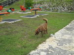 Arvin - Chocolate Labrador Retriever Dog