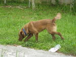 Arvin - Chocolate Labrador Retriever Dog