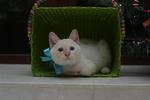 Peaches &amp; Cream - Domestic Short Hair Cat