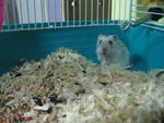 Hamster Winter Sapphire - Common Hamster Hamster