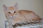 Kitten 1 (male) = SOLD