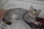 kitten 3 (female) = SOLD