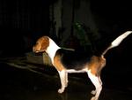 PF16781 - Beagle Dog