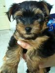 High Quality Silky Terrier With Mka - Silky Terrier Dog