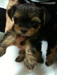 High Quality Silky Terrier With Mka - Silky Terrier Dog