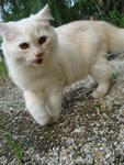 Muyeng - Birman + Persian Cat