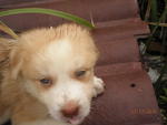 Lovely Siblings - Retriever Mix Dog