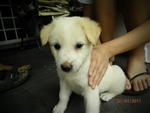 Lovely Siblings - Retriever Mix Dog