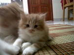 Marbles - Persian Cat