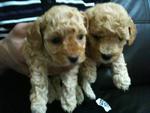 Tiny &amp; High Quality Toy Poodle - Poodle Dog