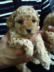 Tiny &amp; High Quality Toy Poodle - Poodle Dog