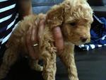 Tiny &amp; High Quality Toy Poodle - Poodle Dog