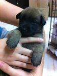 Pup 3 Female - Dark Brown