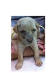 Pup 4 Female - Light Brown