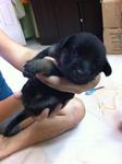 Pup 7 Female - Black