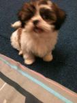 PF16854 - Shih Tzu Dog